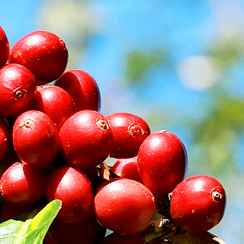 Colombia Gaitania Farm