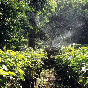 Tanzania Ngila Estate