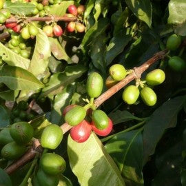 Tanzania Ngila Estate