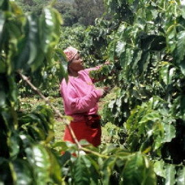 Tanzania Ngila Estate