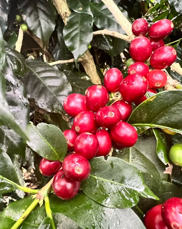 Costa Rica Tarrazu Honey