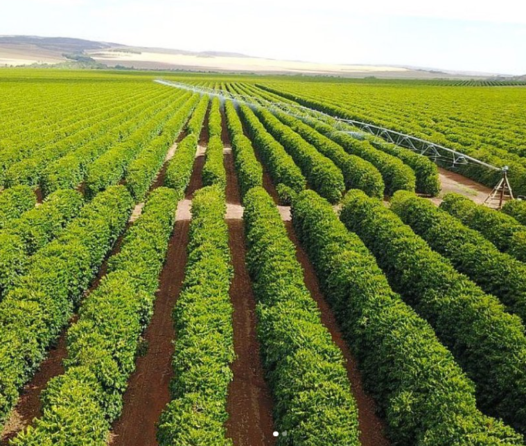 Brazil Fazenda Bagagem Farm