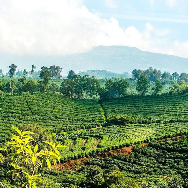 Costa Rica Honey PROMO 1+1