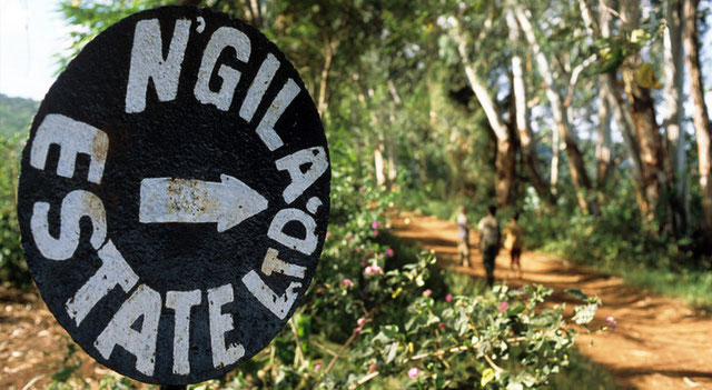 Tanzania Ngila Estate