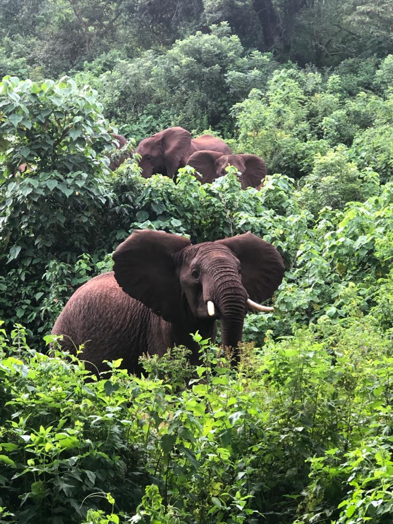 Tanzania Ngila Estate