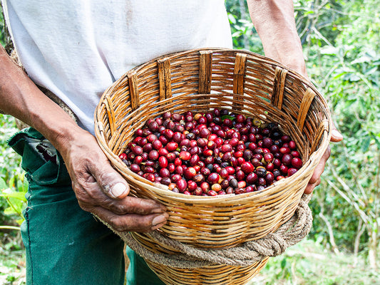 Mexico Pluma Hidalgo