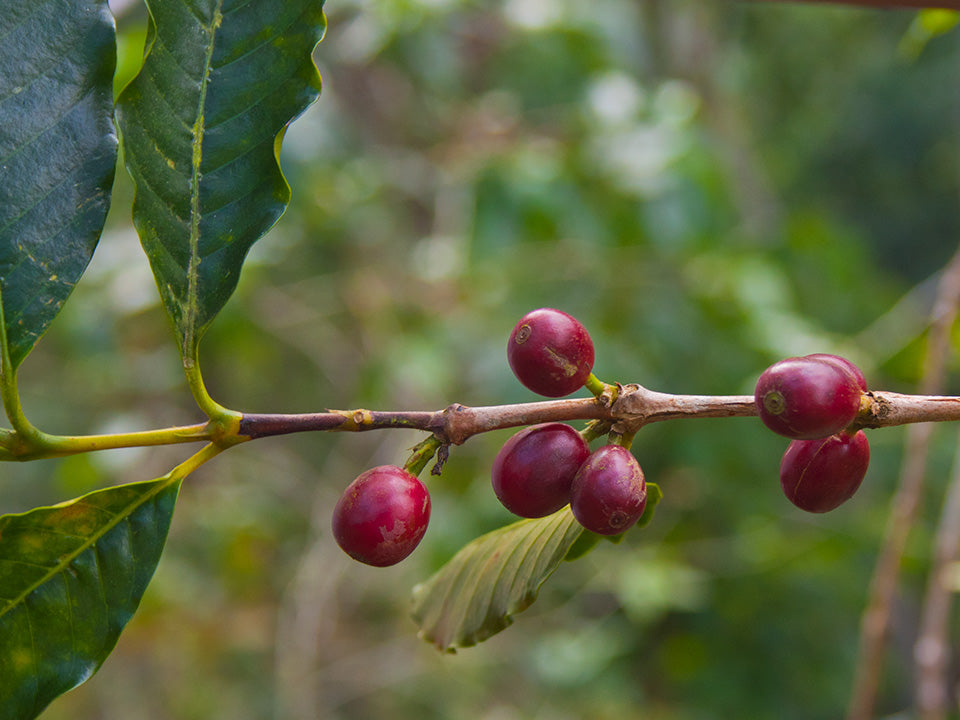 Mexico Pluma Hidalgo