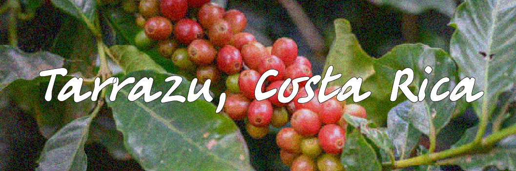 Tarrazu Honey (Costa Rica)