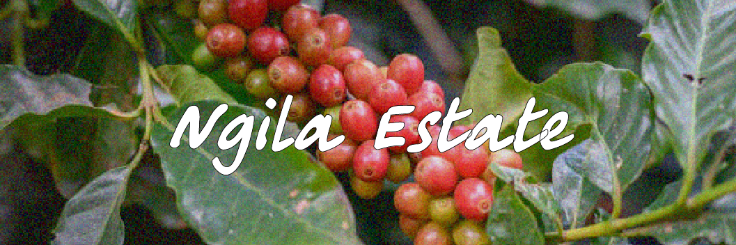 Ngila Estate (Tanzania)