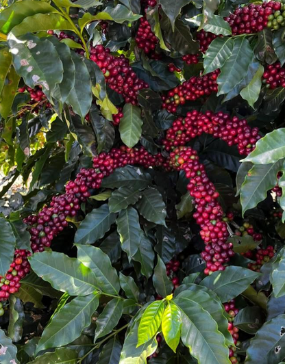 Brazil Fazenda Bagagem Farm
