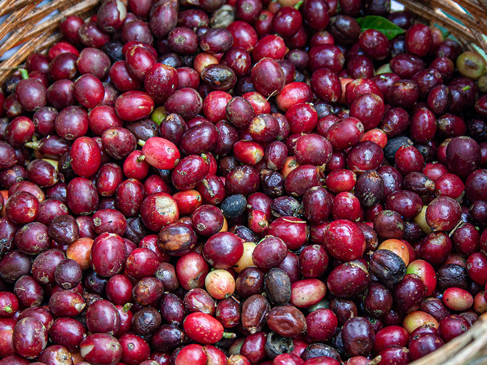 Mexico Pluma Hidalgo