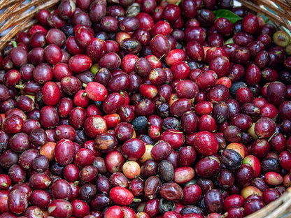 Mexico Pluma Hidalgo