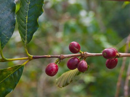 Mexico Pluma Hidalgo